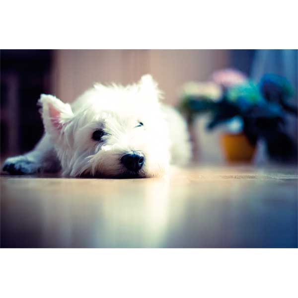 Пилосос Electrolux EAPC51IS