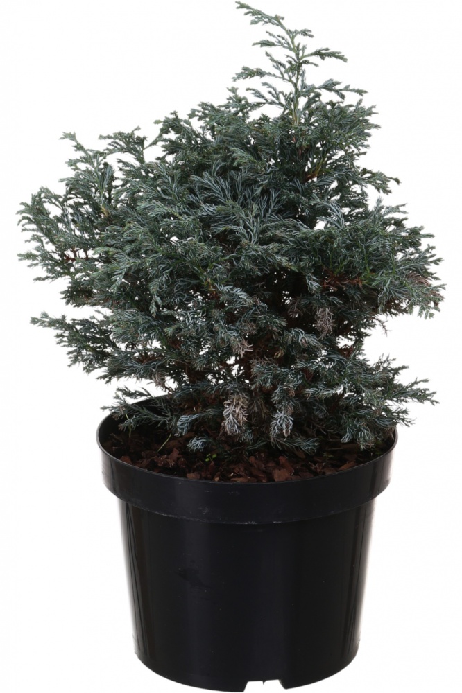 Рослина Кипарисовик Boulevard C5