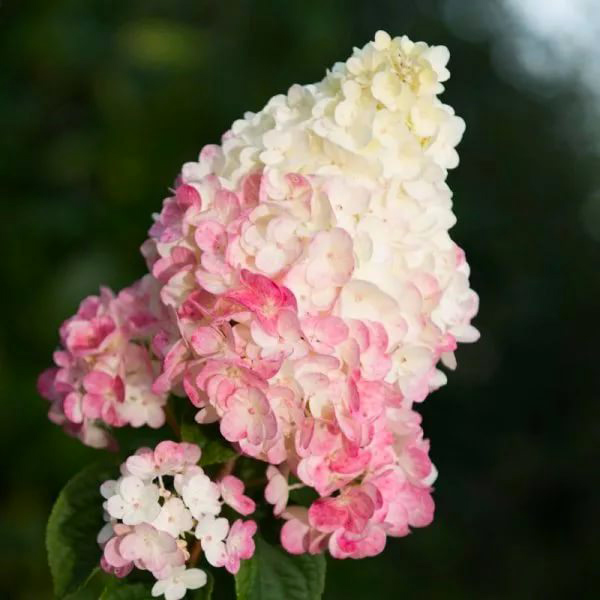 Растение Гортензия метельчатая Сандей Фрейз С2-3