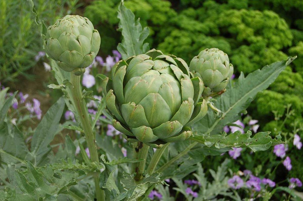 Семена Професійне насіння артишок Зеленый глобус 0,5г (4823058206387)