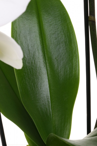 Растение комнатное Фаленопсис каскад 1 ветка d12/h55