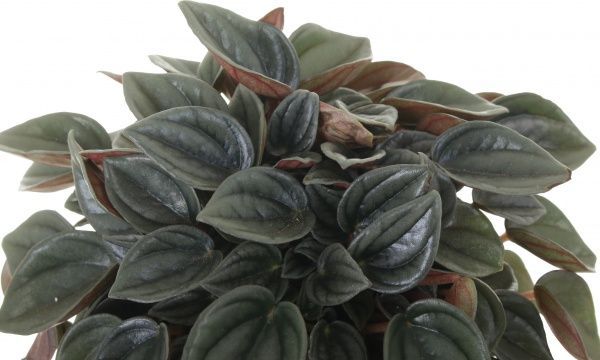 Рослина кімнатна Пеперомія Россо 12х20 см