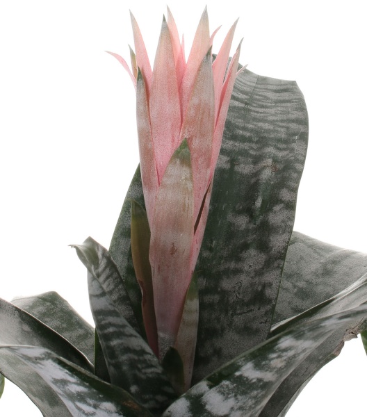 Рослина декоративна Ехмея Primera 14/65