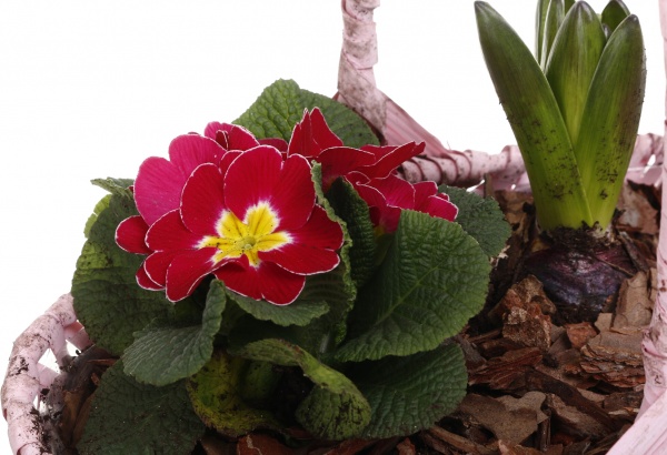 Рослина кімнатна Кошик Гіацинт 1 + Примула 1овал з ручкою