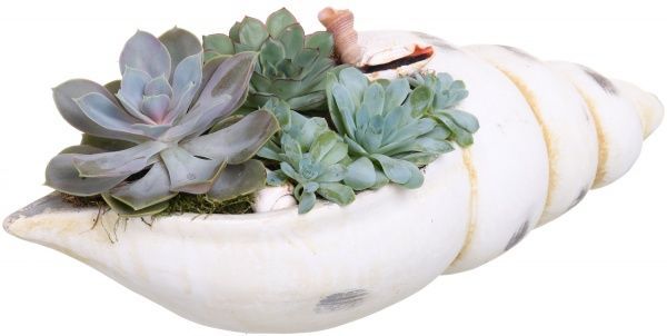 Композиція Сукулент в мушлі 47/25