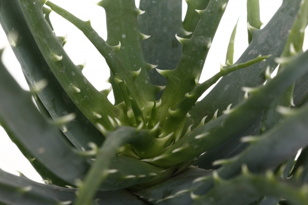 Растение комнатное Алое/Хавортия микс d12/h18