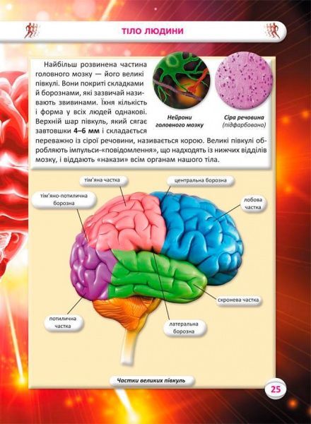Книга Алина Котка «КнигУсе про тіло людини. 1000 цікавих фактів» 978-966-936-836-2