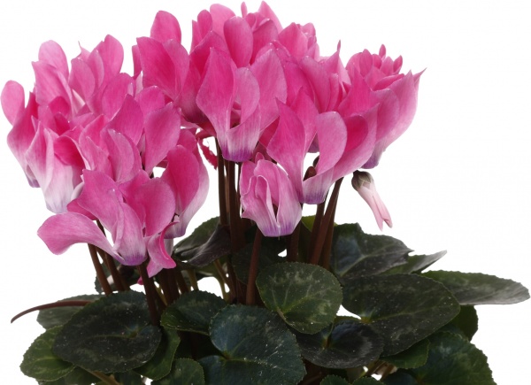 Растение комнатное Цикламен микс d10/h20