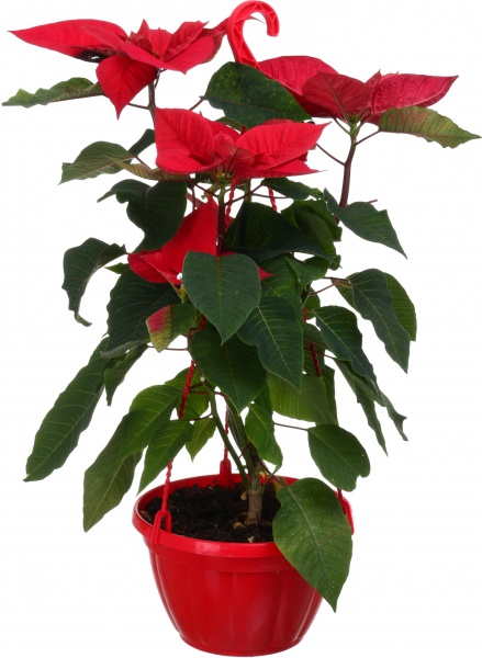 Растение Пуансеттия D20 см