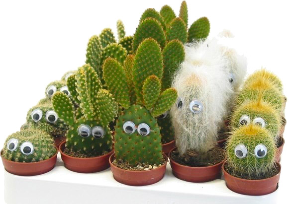 Кактус з глазами d6/h10