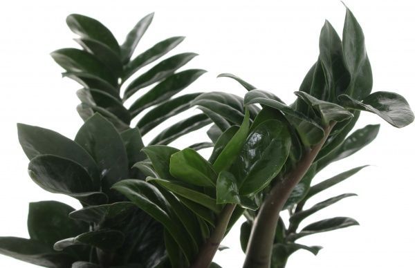 Растение Замиокулькас 14/45 Занзи