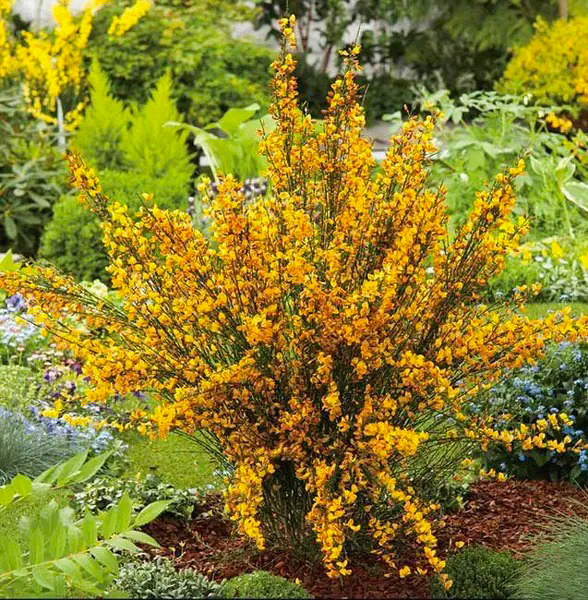 Рослина Рокитник вінцевий Андреанус/CYTISUS scoparius Andreanus С3 Н40