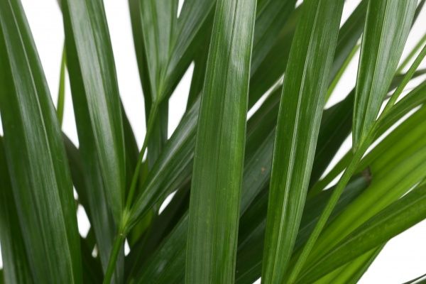 Растение Пальма Арека 19х100 см