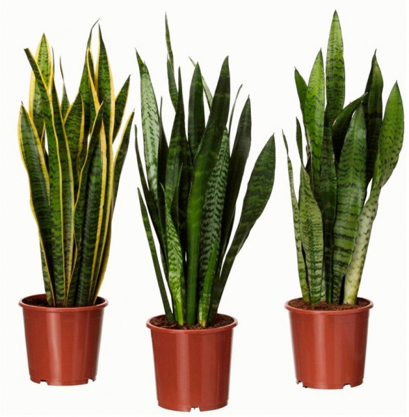 Растение комнатное Сансевиерия микс 12х40 см (Р15609)