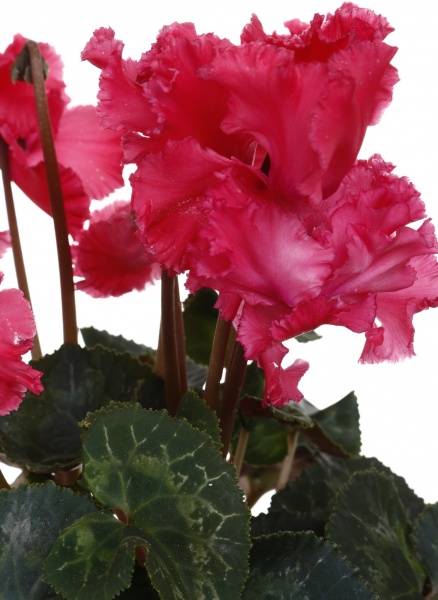 Растение Цикламен 10,5/20 сортовой