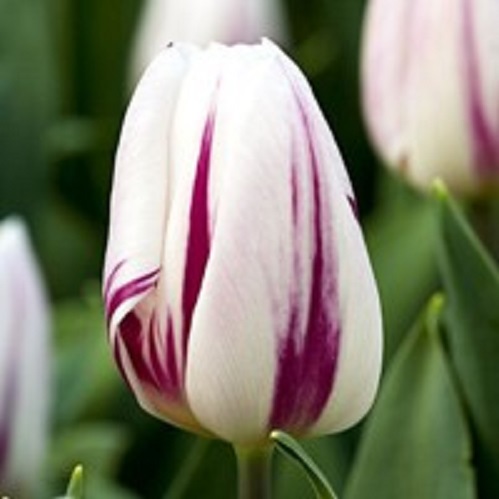 Луковица Тюльпан Рембранта Флеминг Флег 5 шт. 