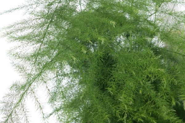 Растение комнатное Аспарагус 12x30 см