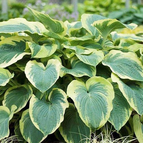 Растение Хоста American Halo С3