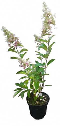 Растение Гортензия метельчатая Candlelight (V19-F21 70-80 C15,20,25)