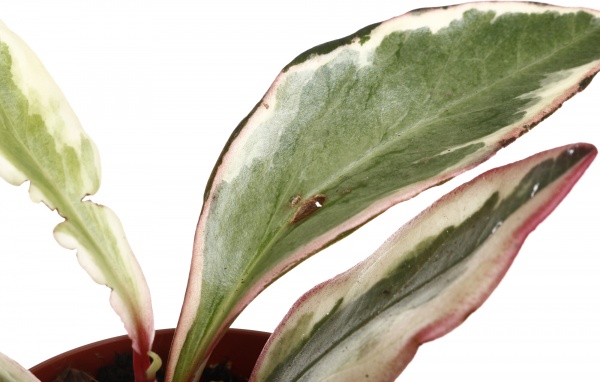 Рослина кімнатна Плантмікс 09//20