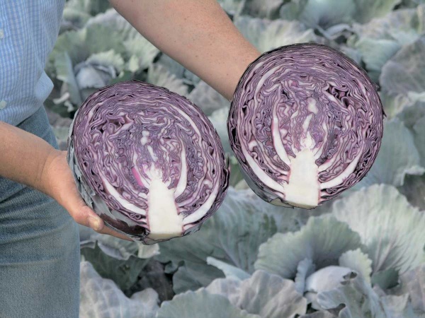 Семена Професійне насіння капуста краснокочанная Рексома F1 20 шт. (4823058205199)