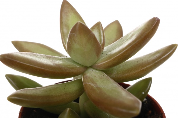 Рослина кімнатна Сукулент 5х8 см