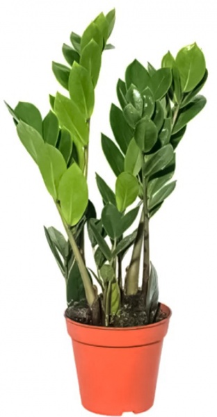 Растение Замиокулькас d12