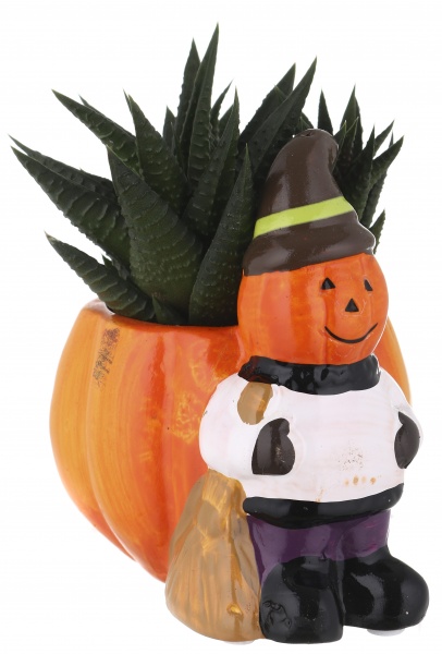 Суккулент в горшке хелоуин 6/12