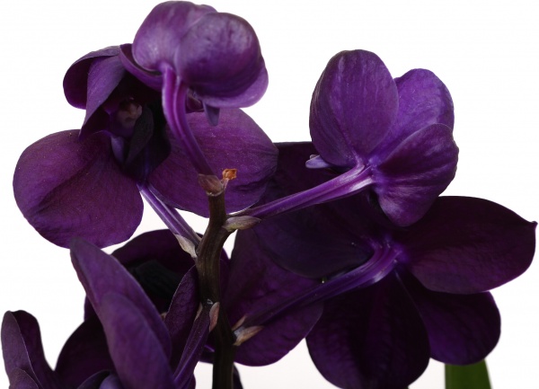 Рослина кімнатна Ванда Мішель 17х70 см мікс у вазі