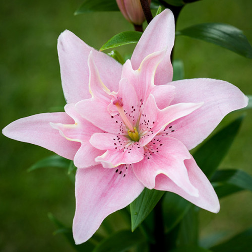 Луковица Лилия азиатская махровая Elodie 1 шт. Яскрава