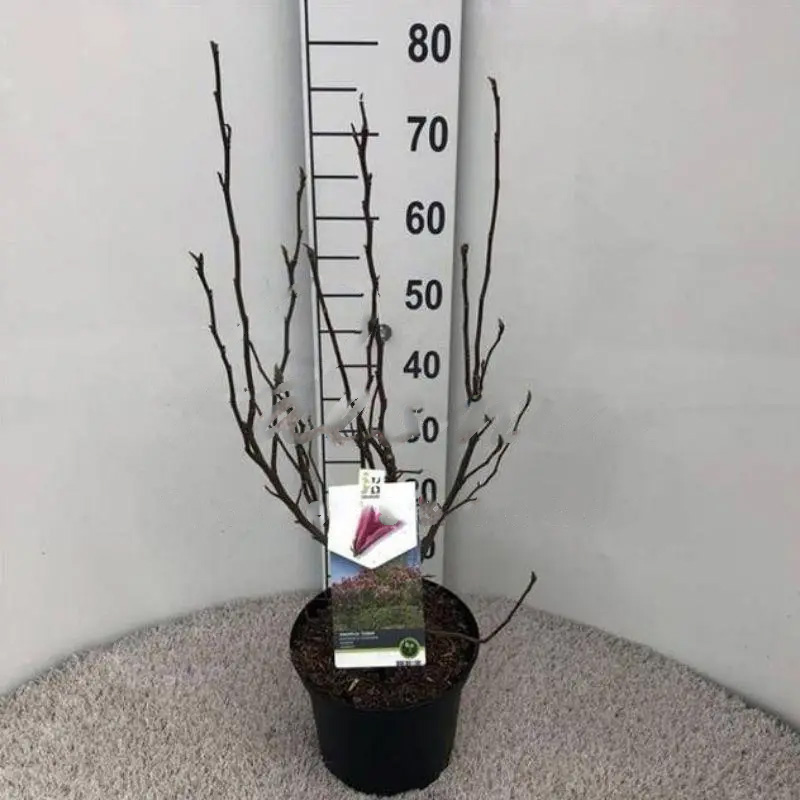 Растение Магнолия 21х75 ярко-розовая Susan