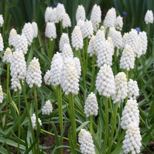 Цибулина Яскрава Botryoides Album 5 шт. 