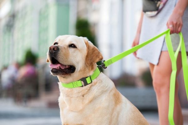 Ошейник WAUDOG Waterproof водостойкий 2,5х35-70 см салатовый