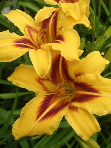 Корневище лилейника Бонанза 1 шт. 