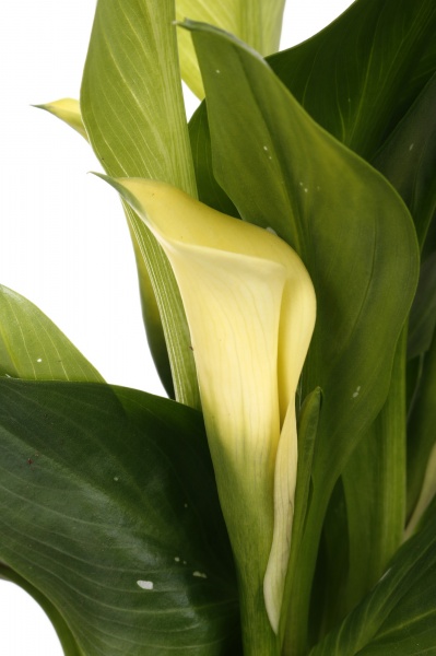 Рослина кімнатна Калла міні мікс 10/30