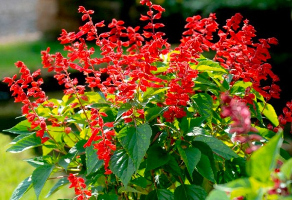 Рослина Сальвія d9