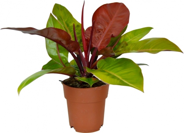 Растение Филодендрон оранжевый 14/35 