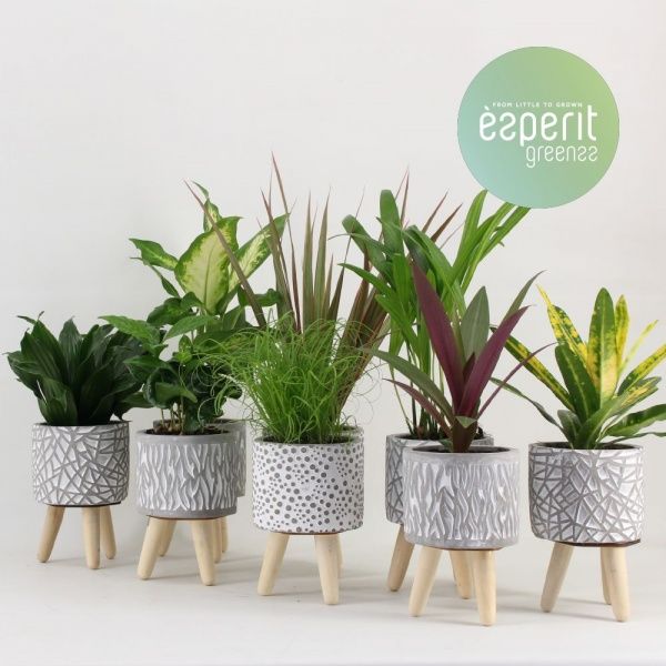 Рослина кімнатна мікс в керамічному горщику на ніжках 10х15 см