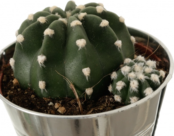 Растение Кактус в цинковом горшке 10x12 см