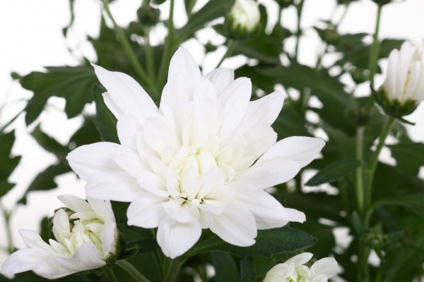 Растение комнатное хризантема d19