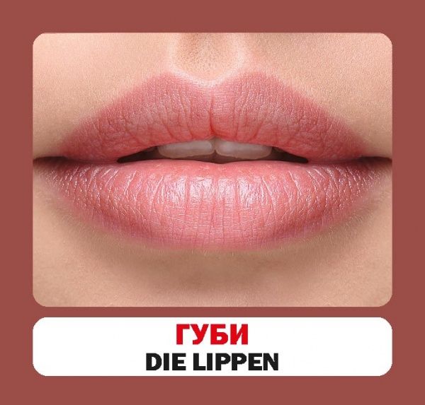 Книга «Навчальний посібник. Частини тіла. нім-укр»