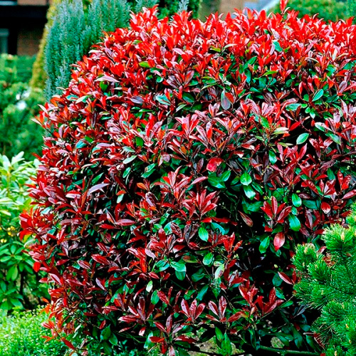 Растение Фотиния Фразера Литтл Ред Робин d17/h30