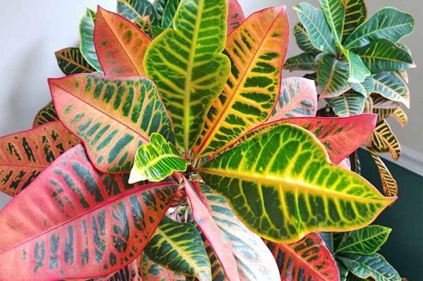 Растение комнатное Кротон 12/40Codiaeum bigleaf mix