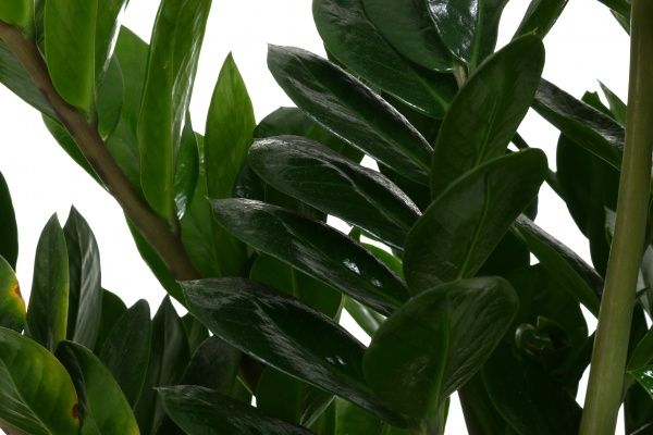 Рослина Заміокулькас 27x90 см