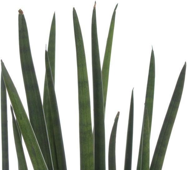 Растение Сансивьерия Сylindrica микс 12х45 см