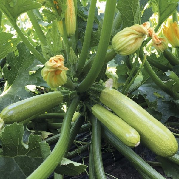 Семена Професійне насіння кабачок Аделия F1 5 шт. (4820176694065)