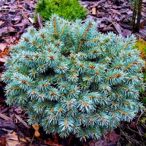 Ель колючая / Picea pungens Blue Ball, С10 Ра