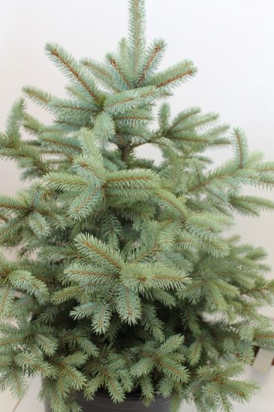 Саженец MegaPlant Ель голубая 60-80 см С25