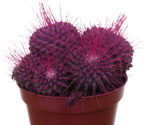 Растение Кактус разноцветный 8/10