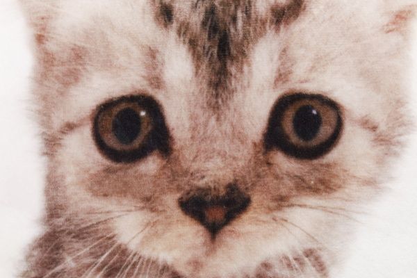 Подушка декоративная Котенок 974 28x28 см бежевый с рисунком СЕЛЕНА 